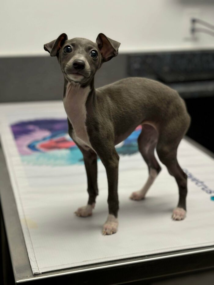 Finally Sharing My Iggy Pics!