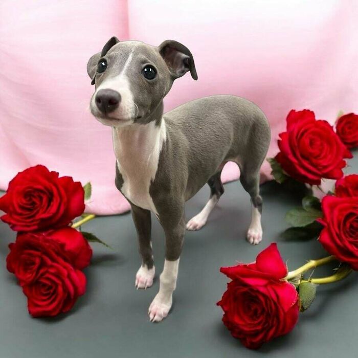 Happy Valentine's Day from this Sweetheart