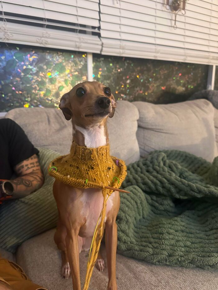 Knitting the First Sweater - Mission Cozy Iggy