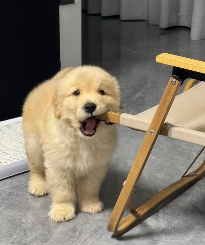 Meet the Chonkiest Animals Ever—Warning: Cuteness Overload Ahead
