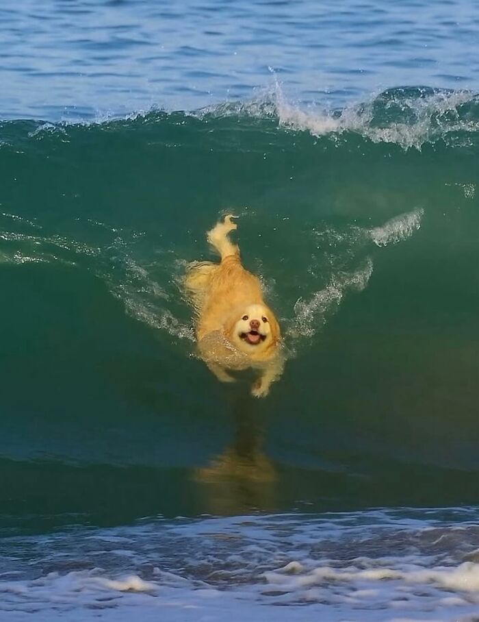 Meet the Chonkiest Animals Ever—Warning: Cuteness Overload Ahead