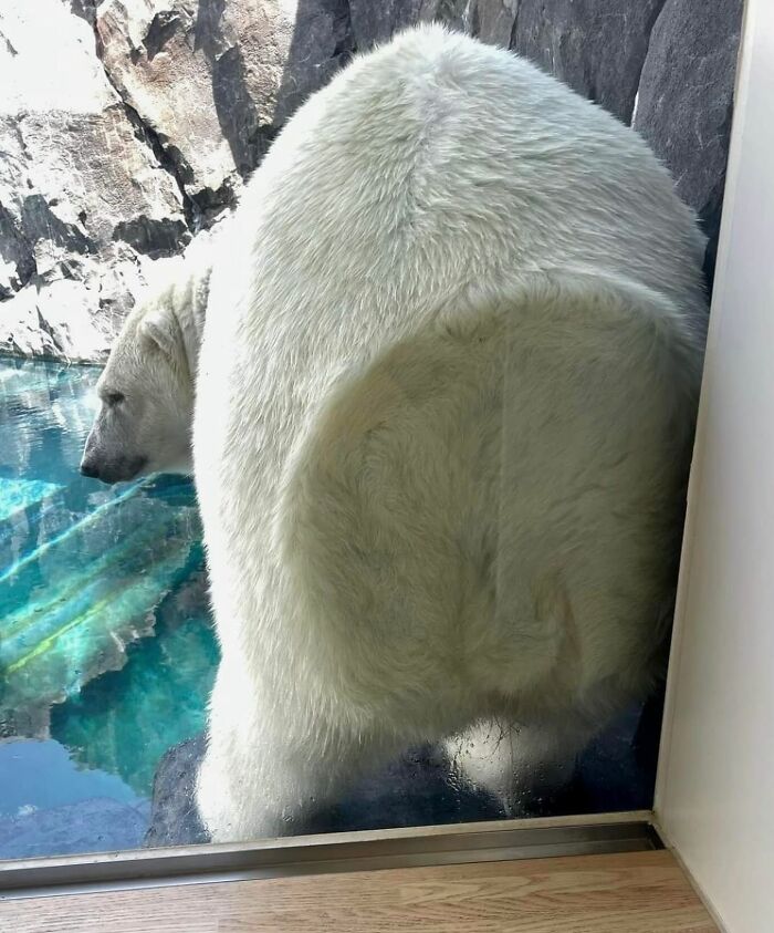 Meet the Chonkiest Animals Ever—Warning: Cuteness Overload Ahead