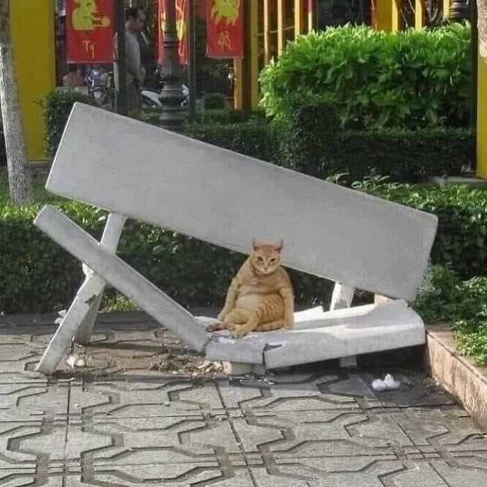 Meet the Chonkiest Animals Ever—Warning: Cuteness Overload Ahead