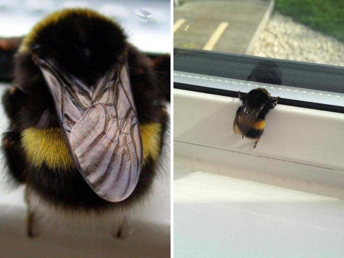 Meet the Chonkiest Animals Ever—Warning: Cuteness Overload Ahead