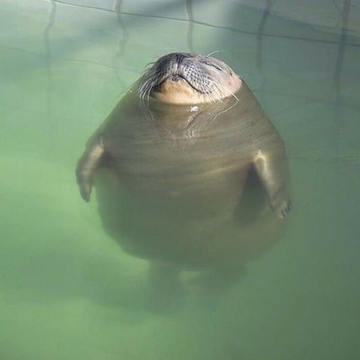 Meet the Chonkiest Animals Ever—Warning: Cuteness Overload Ahead