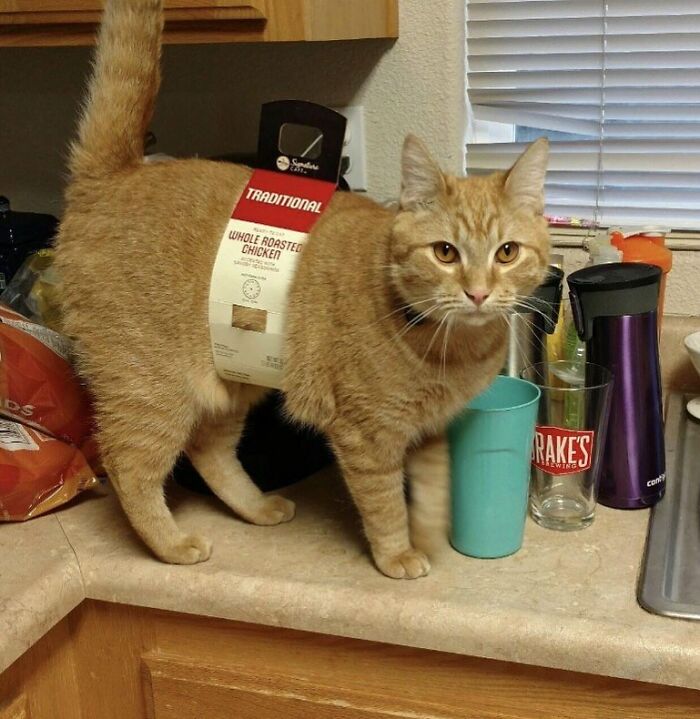 Meet the Chonkiest Animals Ever—Warning: Cuteness Overload Ahead