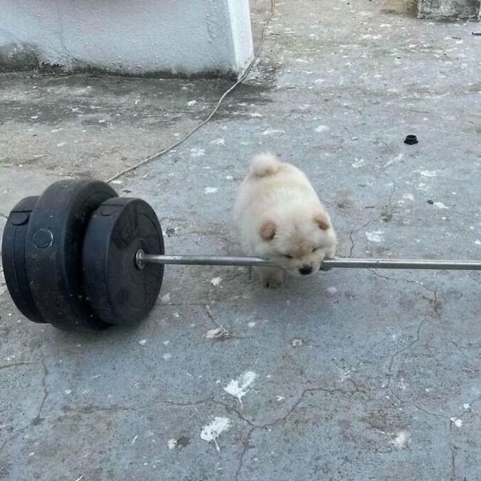 Meet the Chonkiest Animals Ever—Warning: Cuteness Overload Ahead