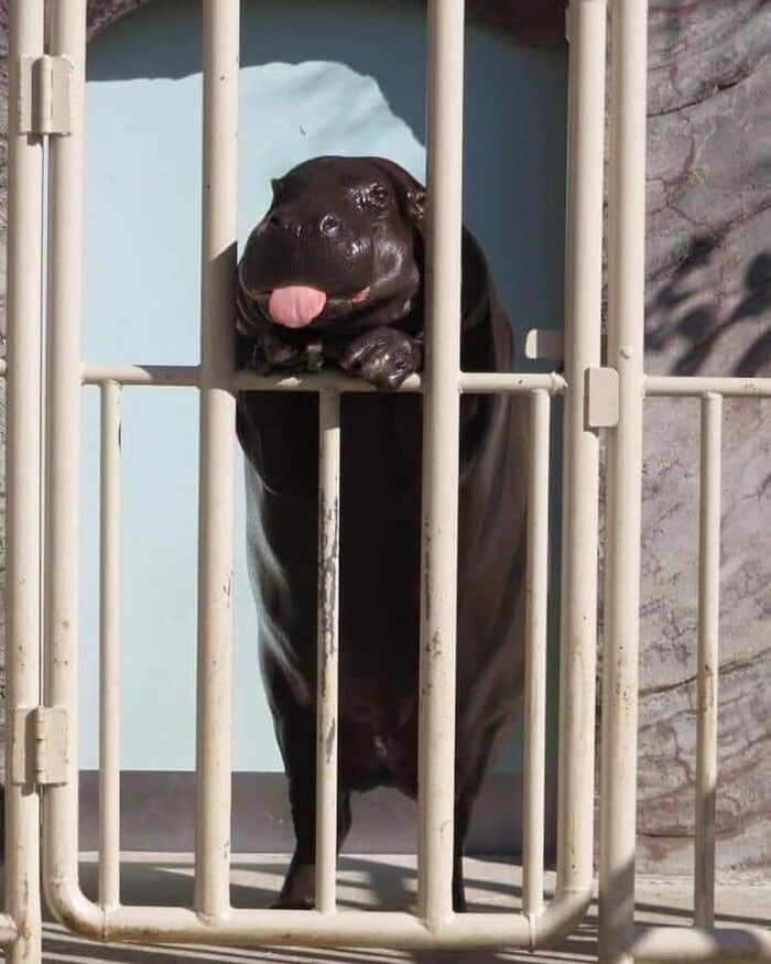 Meet the Chonkiest Animals Ever—Warning: Cuteness Overload Ahead