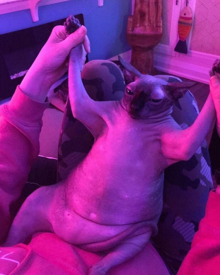 Meet the Chonkiest Animals Ever—Warning: Cuteness Overload Ahead