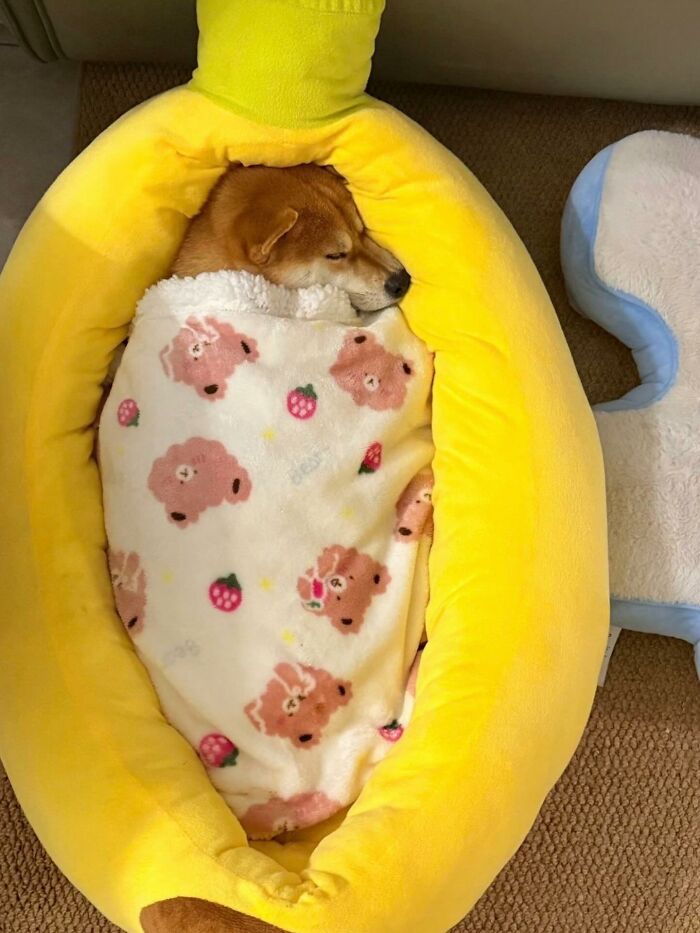 Meet the Chonkiest Animals Ever—Warning: Cuteness Overload Ahead