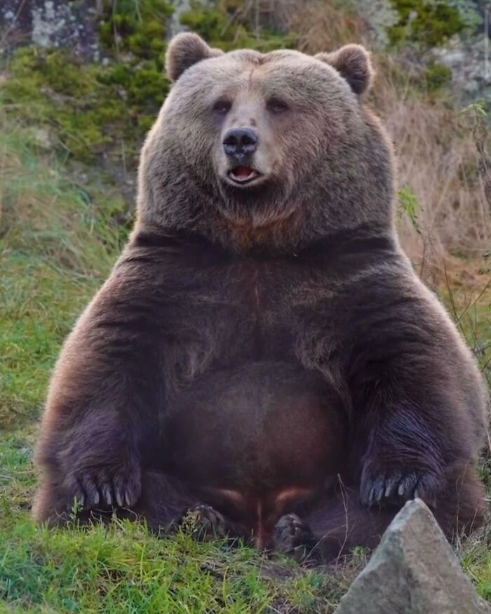 Meet the Chonkiest Animals Ever—Warning: Cuteness Overload Ahead