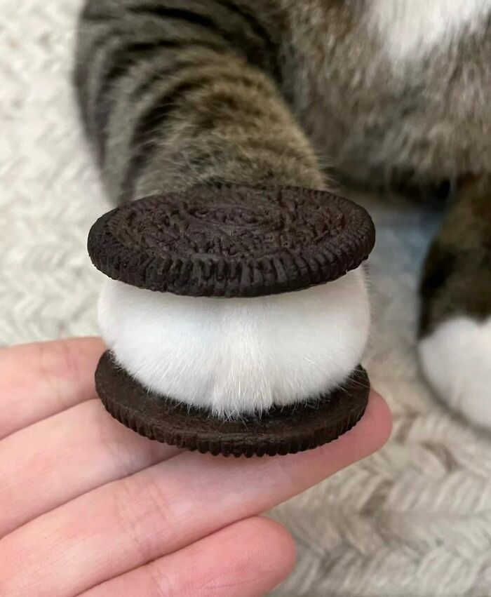 Meet the Chonkiest Animals Ever—Warning: Cuteness Overload Ahead