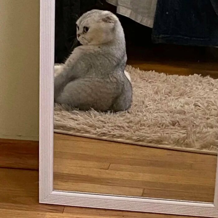 Meet the Chonkiest Animals Ever—Warning: Cuteness Overload Ahead