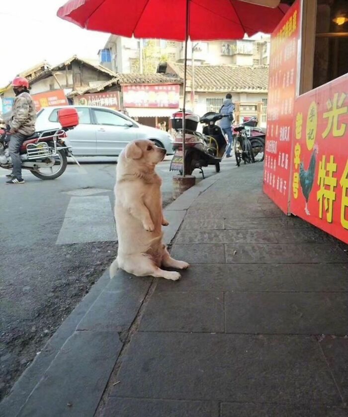Meet the Chonkiest Animals Ever—Warning: Cuteness Overload Ahead