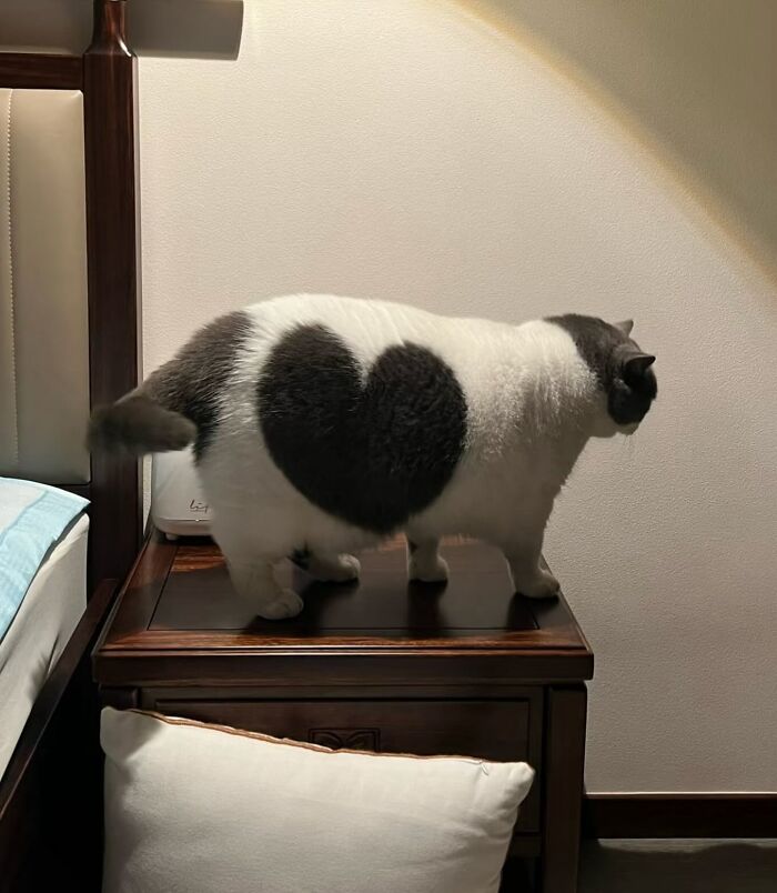 Meet the Chonkiest Animals Ever—Warning: Cuteness Overload Ahead