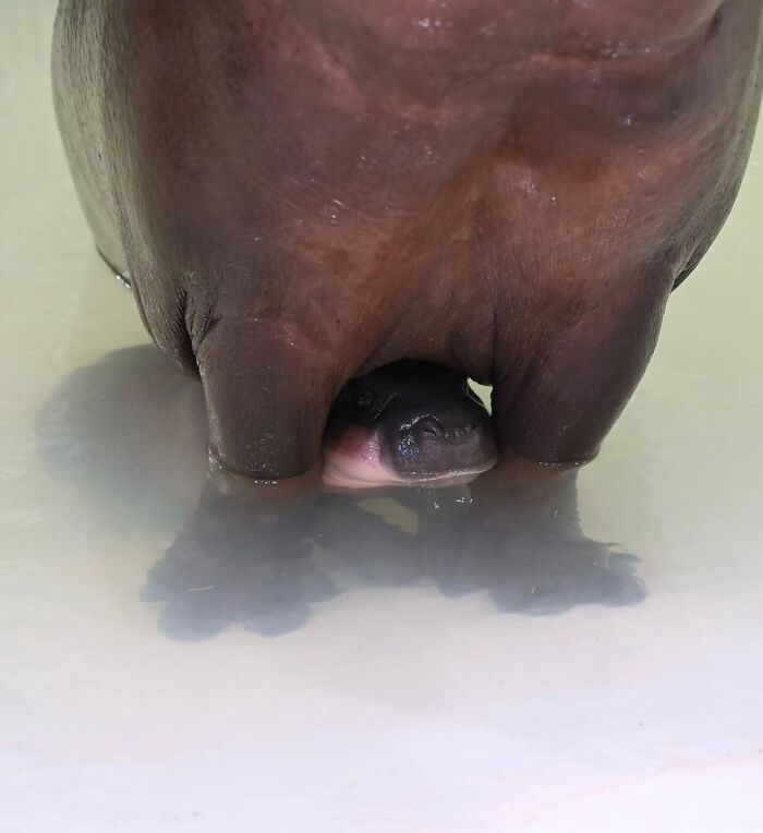 Meet the Chonkiest Animals Ever—Warning: Cuteness Overload Ahead