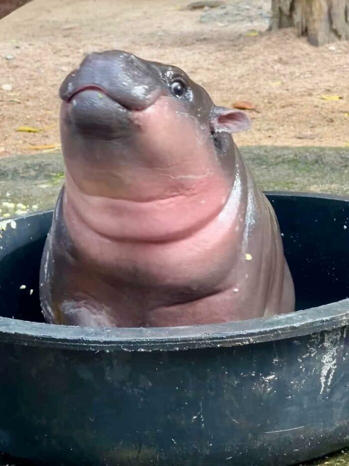 Meet the Chonkiest Animals Ever—Warning: Cuteness Overload Ahead