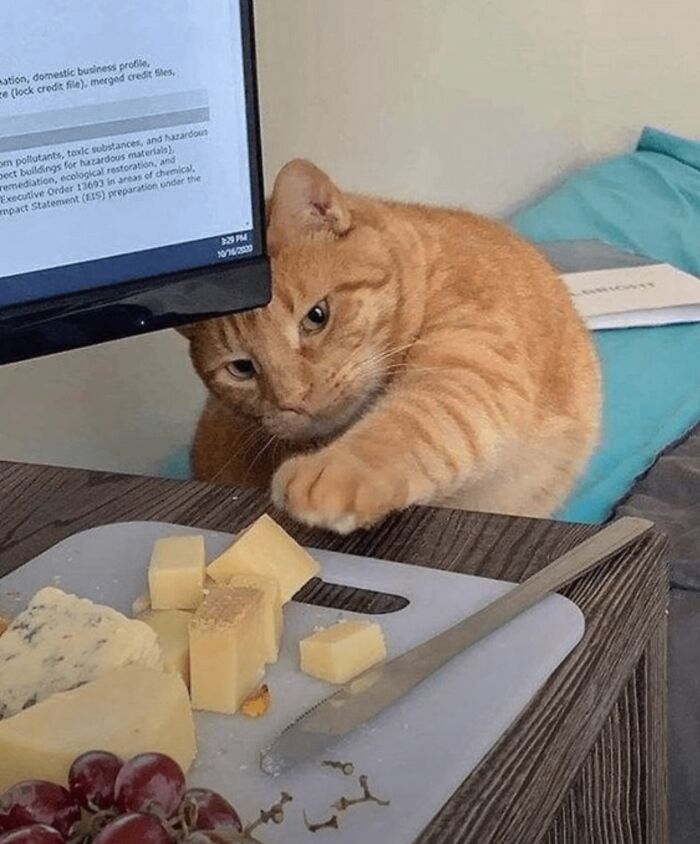 Meet the Chonkiest Animals Ever—Warning: Cuteness Overload Ahead