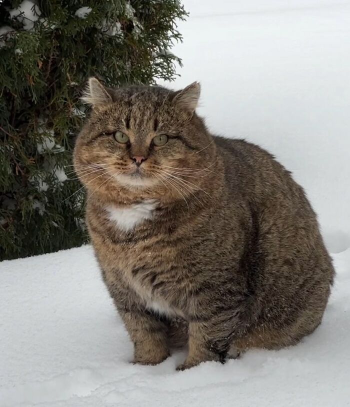 Meet the Chonkiest Animals Ever—Warning: Cuteness Overload Ahead