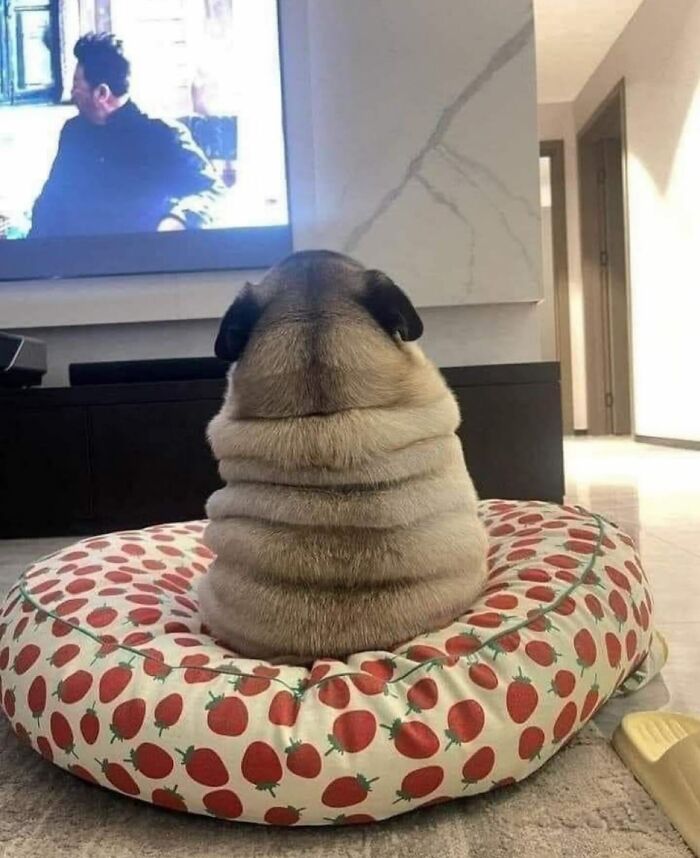 Meet the Chonkiest Animals Ever—Warning: Cuteness Overload Ahead