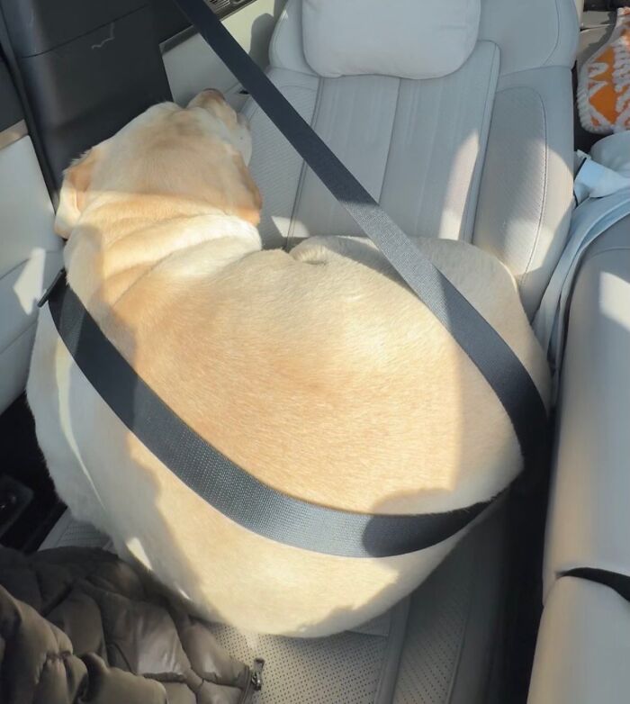 Meet the Chonkiest Animals Ever—Warning: Cuteness Overload Ahead