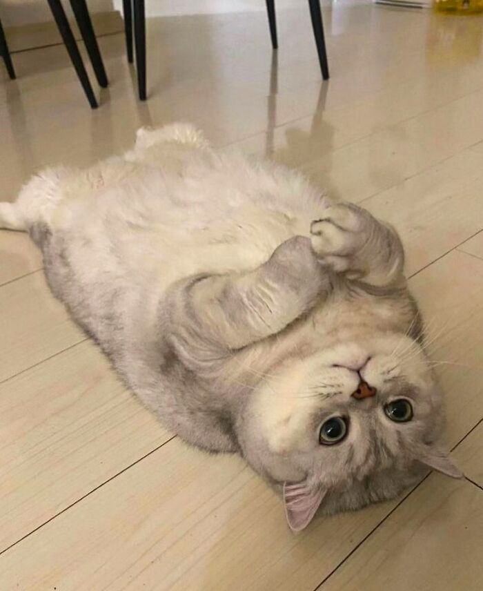 Meet the Chonkiest Animals Ever—Warning: Cuteness Overload Ahead