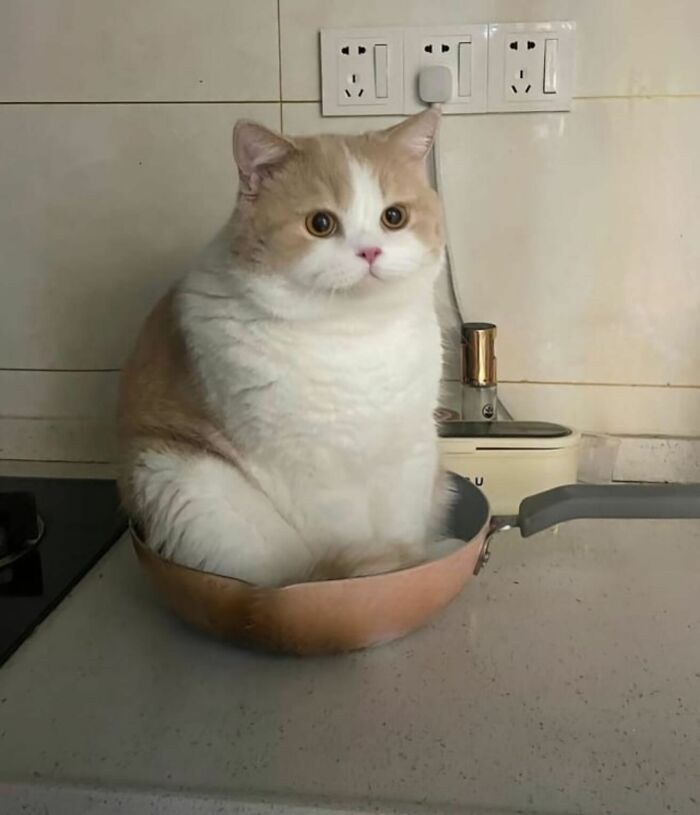 Meet the Chonkiest Animals Ever—Warning: Cuteness Overload Ahead