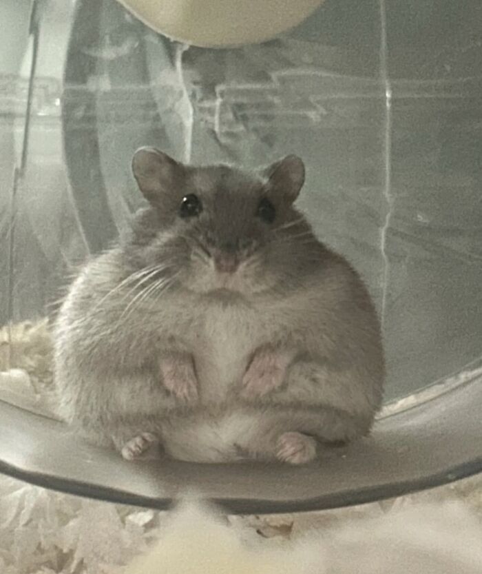 Meet the Chonkiest Animals Ever—Warning: Cuteness Overload Ahead