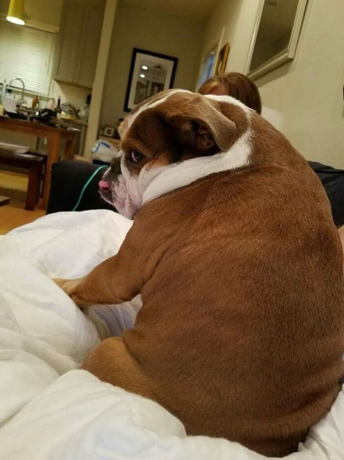 Meet the Chonkiest Animals Ever—Warning: Cuteness Overload Ahead