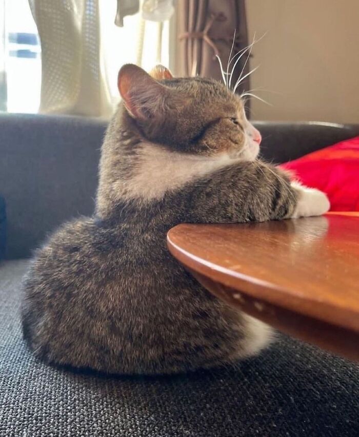 Meet the Chonkiest Animals Ever—Warning: Cuteness Overload Ahead