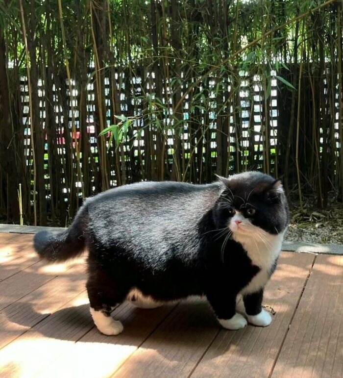 Meet the Chonkiest Animals Ever—Warning: Cuteness Overload Ahead