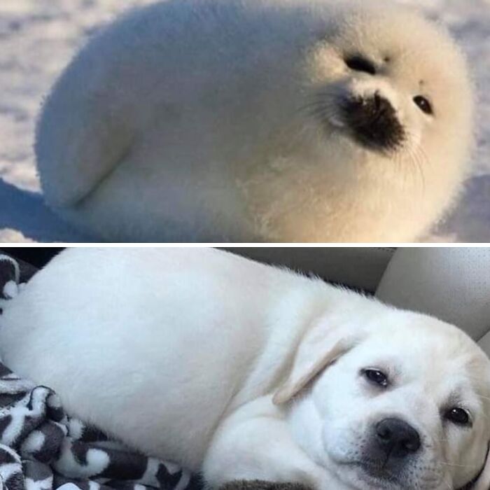 Meet the Chonkiest Animals Ever—Warning: Cuteness Overload Ahead