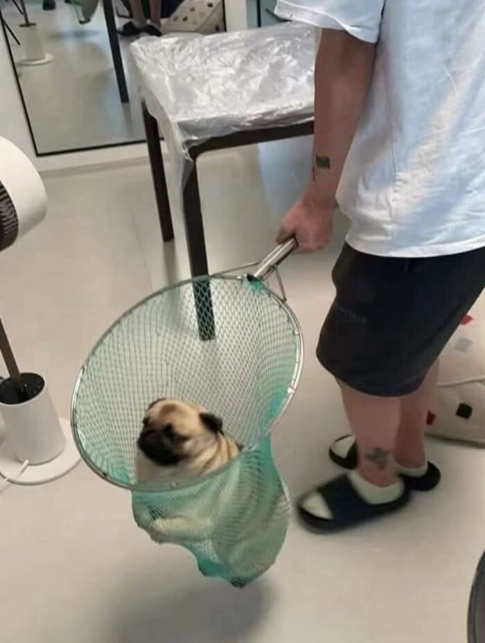 Meet the Chonkiest Animals Ever—Warning: Cuteness Overload Ahead