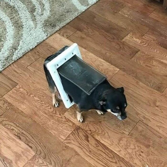 Meet the Chonkiest Animals Ever—Warning: Cuteness Overload Ahead