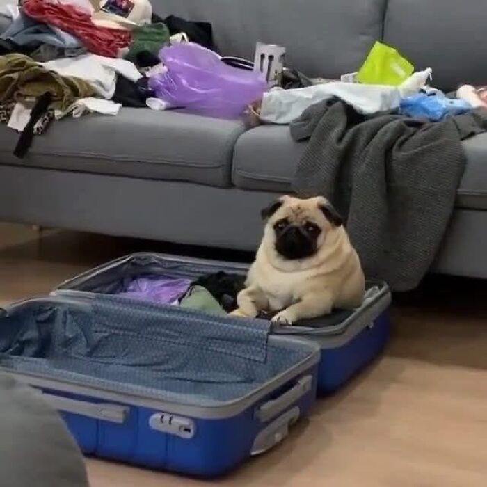 Meet the Chonkiest Animals Ever—Warning: Cuteness Overload Ahead