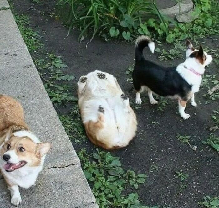 Meet the Chonkiest Animals Ever—Warning: Cuteness Overload Ahead