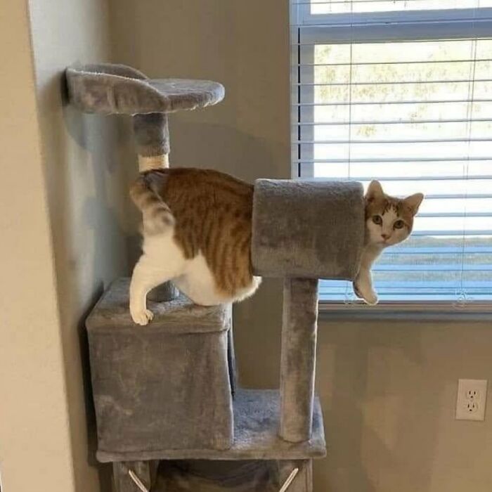 Meet the Chonkiest Animals Ever—Warning: Cuteness Overload Ahead