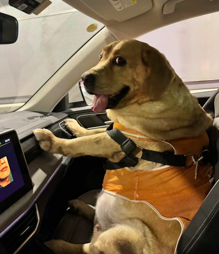 Meet the Chonkiest Animals Ever—Warning: Cuteness Overload Ahead