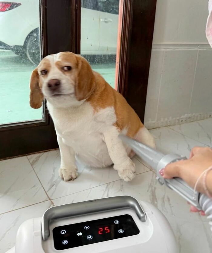 Meet the Chonkiest Animals Ever—Warning: Cuteness Overload Ahead