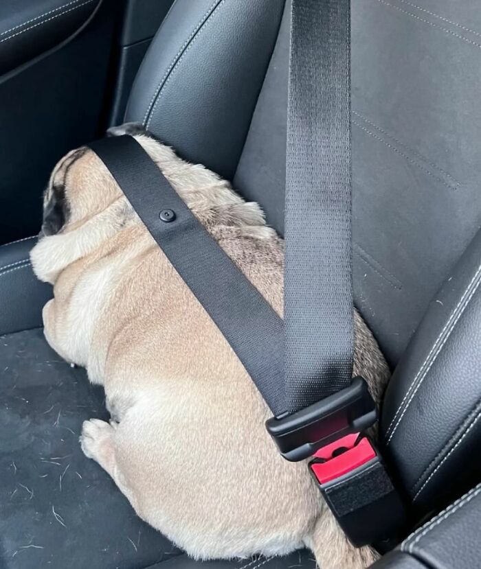 Meet the Chonkiest Animals Ever—Warning: Cuteness Overload Ahead