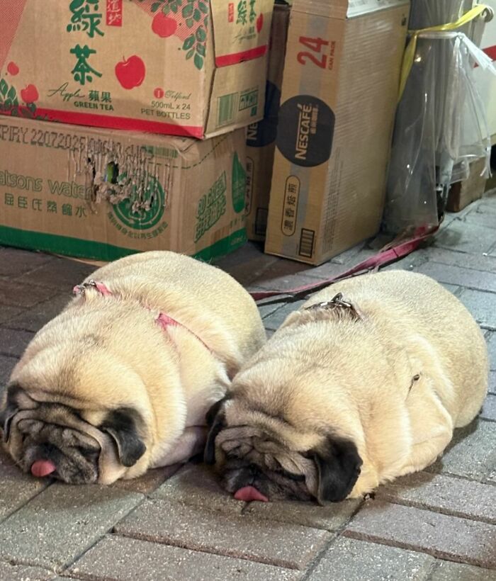 Meet the Chonkiest Animals Ever—Warning: Cuteness Overload Ahead