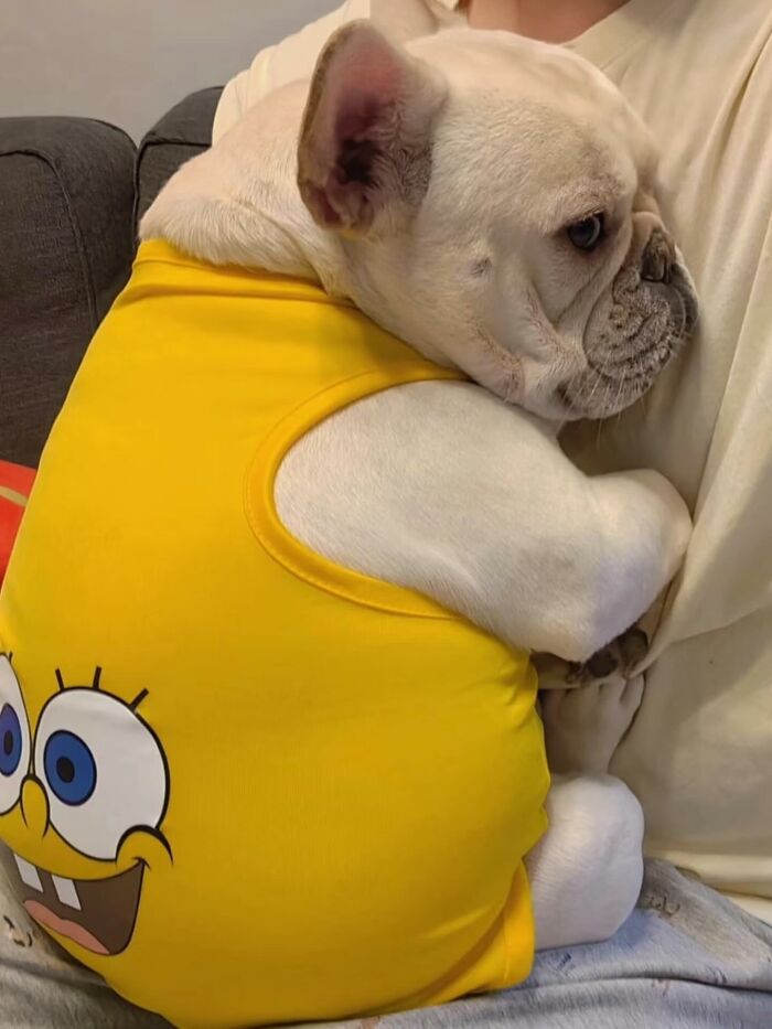 Meet the Chonkiest Animals Ever—Warning: Cuteness Overload Ahead