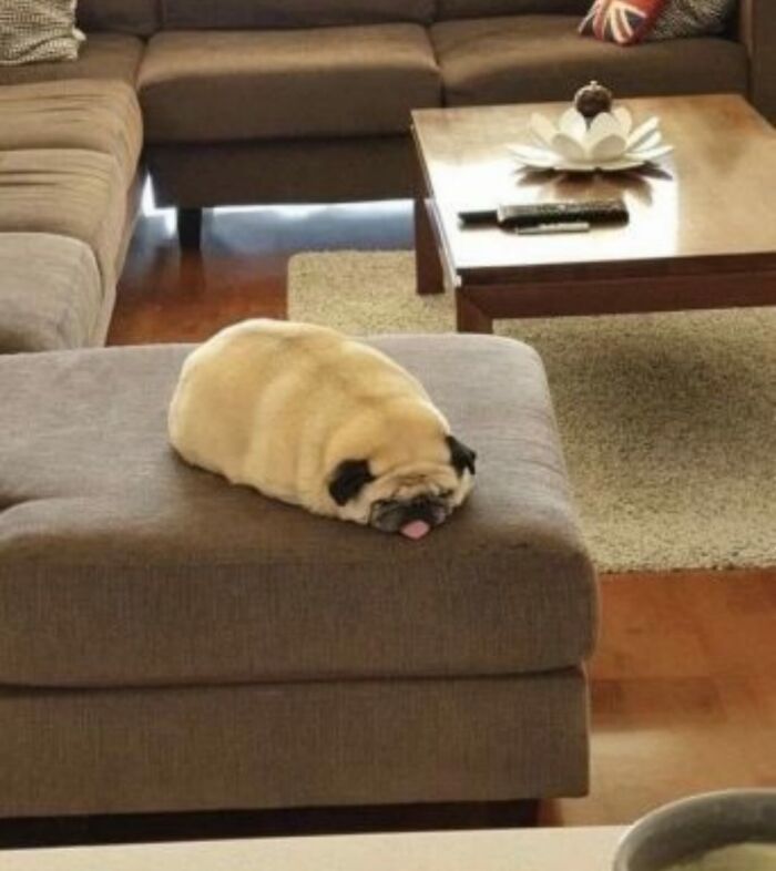 Meet the Chonkiest Animals Ever—Warning: Cuteness Overload Ahead