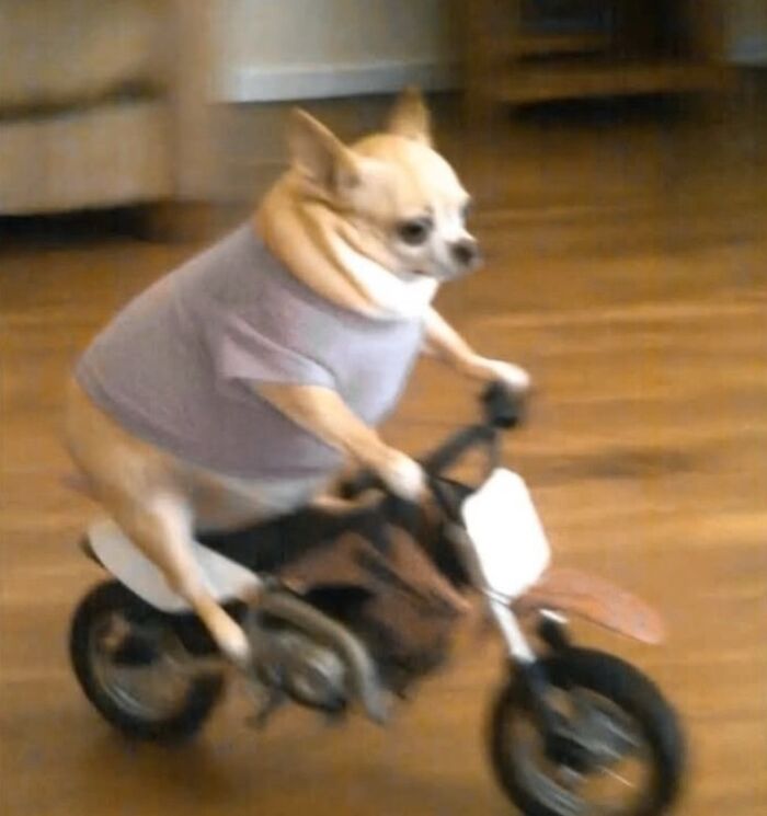Meet the Chonkiest Animals Ever—Warning: Cuteness Overload Ahead