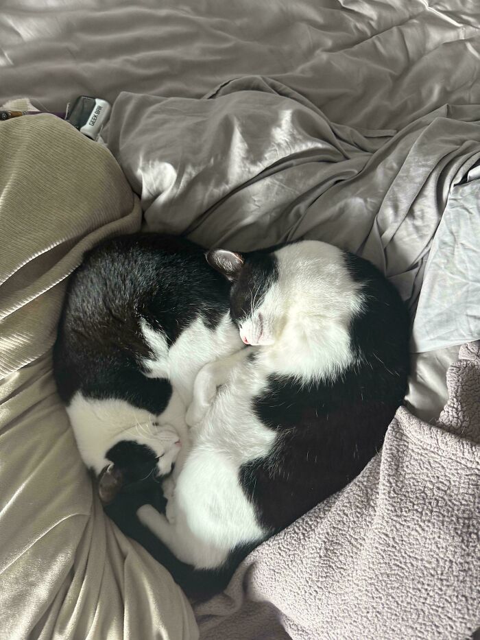 When Animals Get Romantic: The Heart Squad