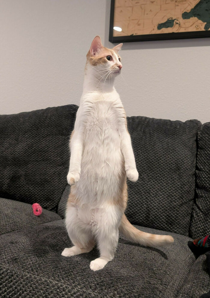 Marmalade’s Freakout: Ice Maker Edition