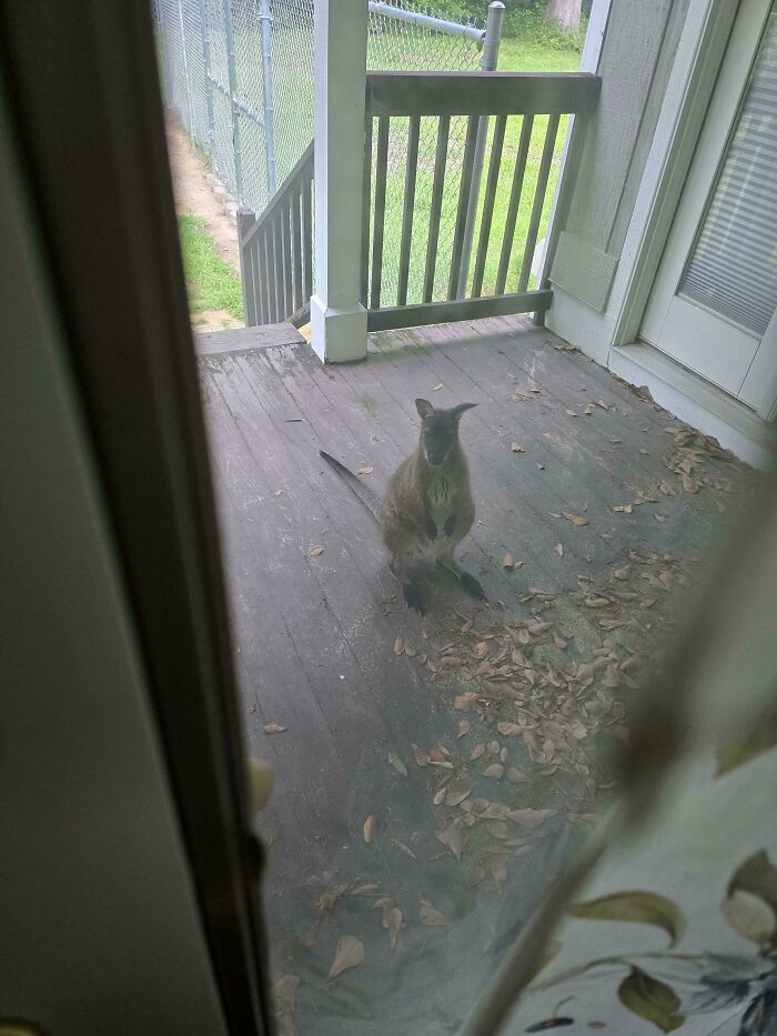 Stray Squad Always Parked on My Porch