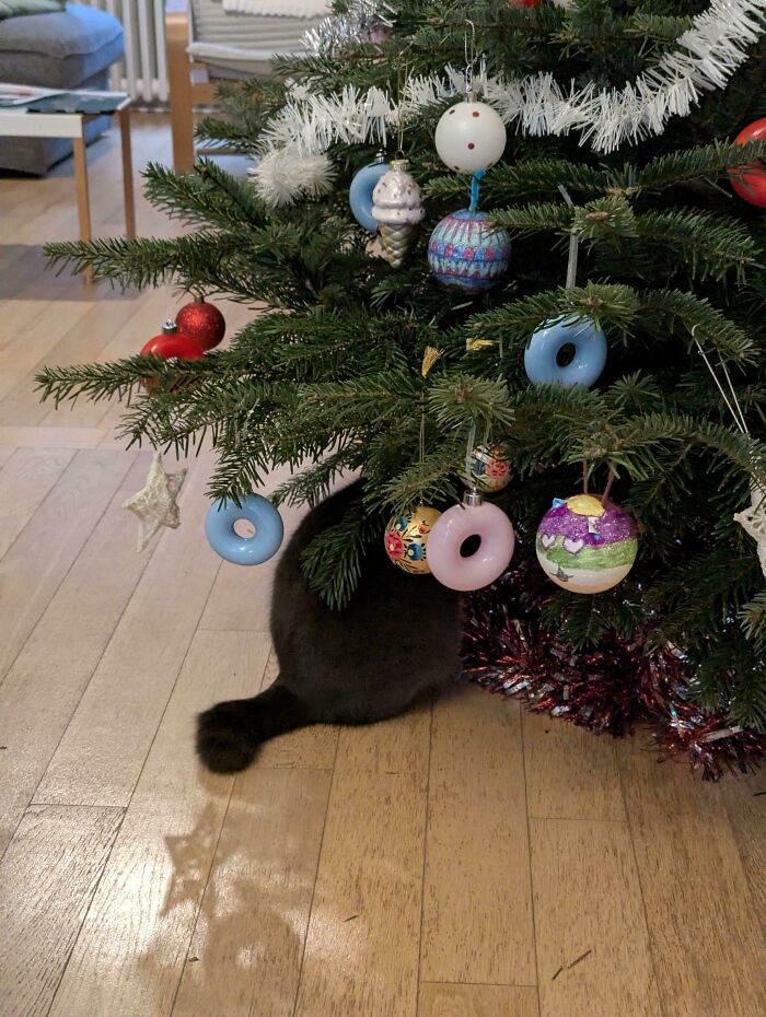 30 Animals Caught Being Goofier Than Anyone Expected