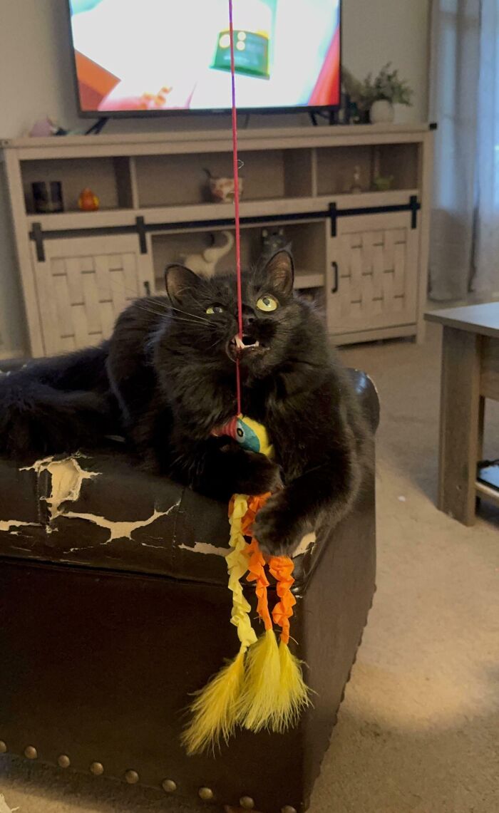 30 Animals Caught Being Goofier Than Anyone Expected