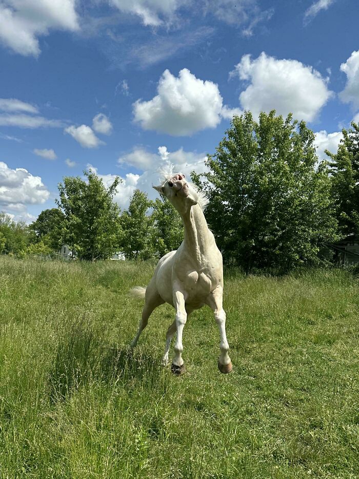 30 Animals Caught Being Goofier Than Anyone Expected